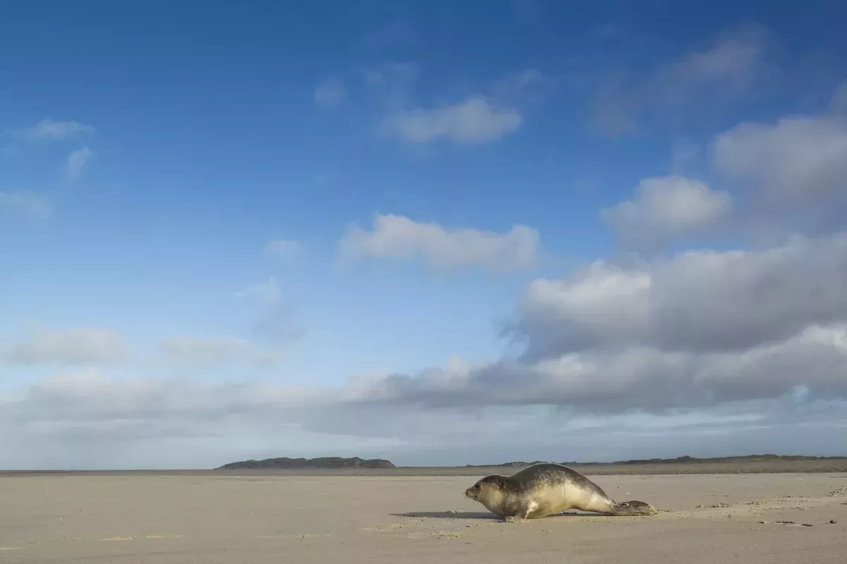Landal Beach Park Texel-