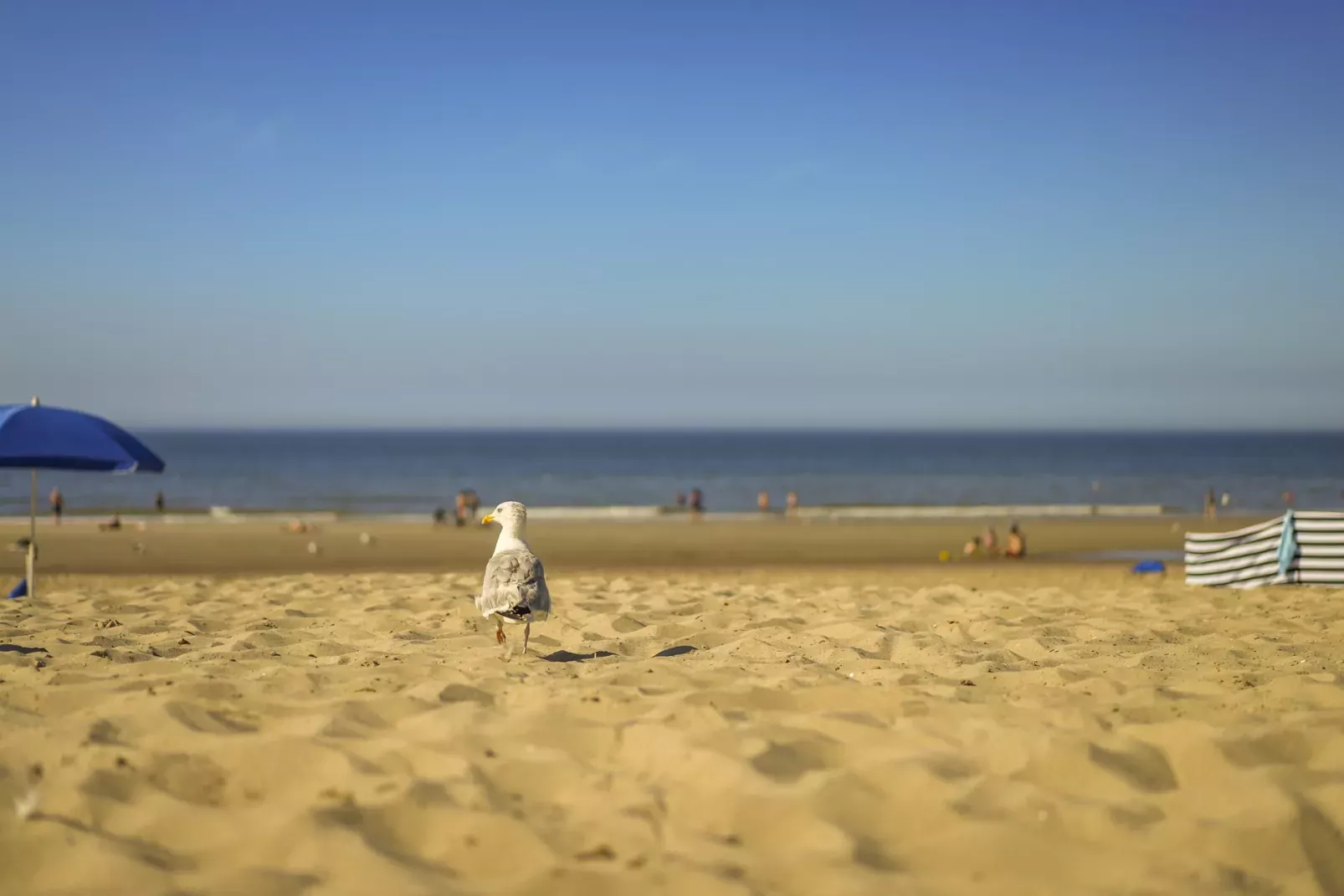Noordzee Résidence Dishoek-