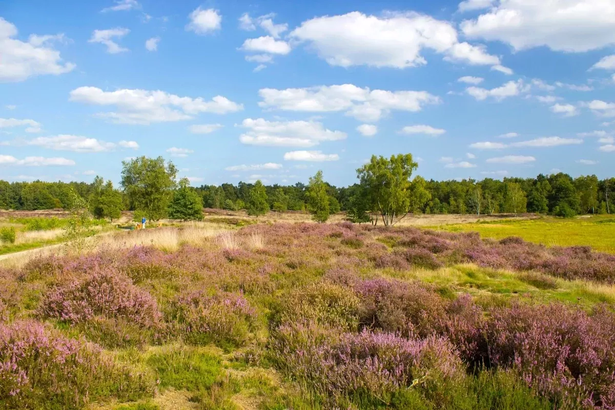 Landal De Lommerbergen-