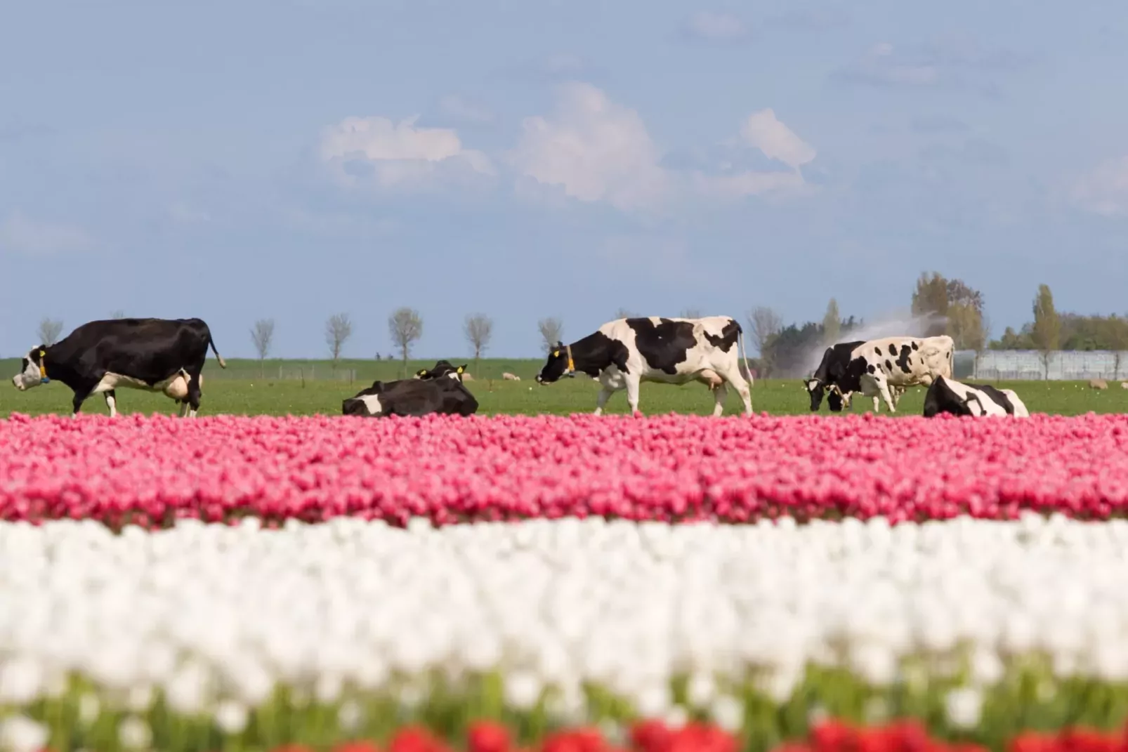 Park Wijdenes-
