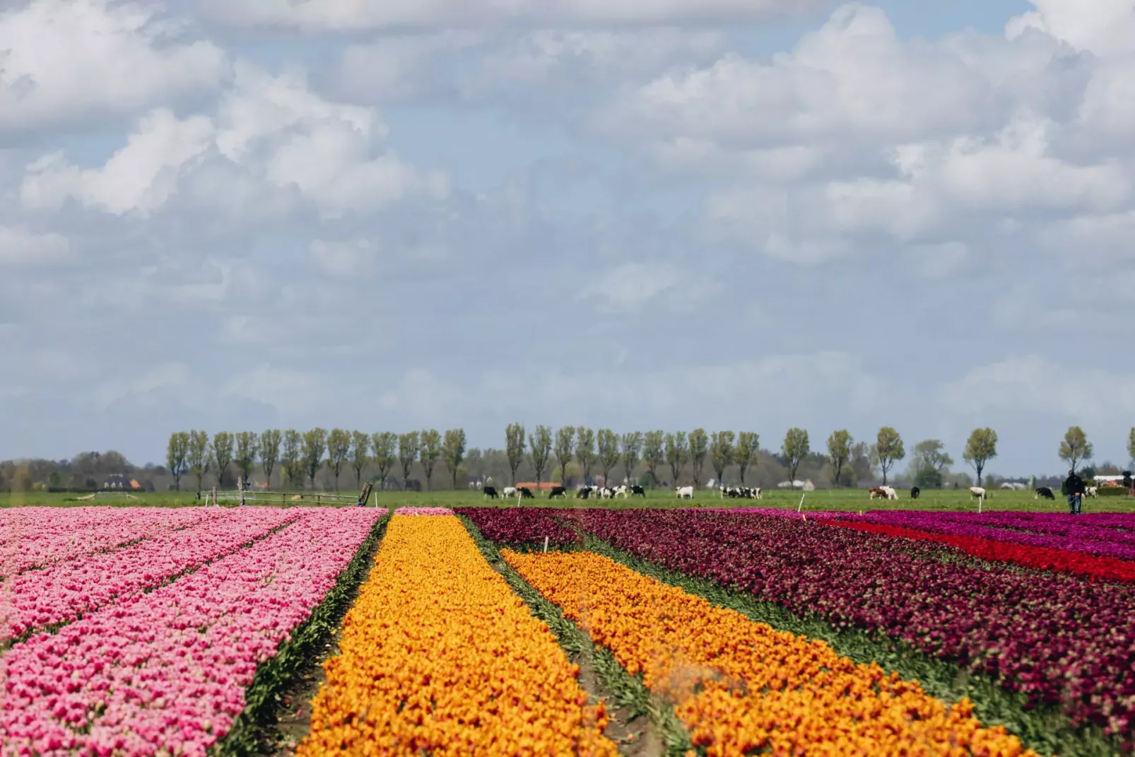 Park Wijdenes-