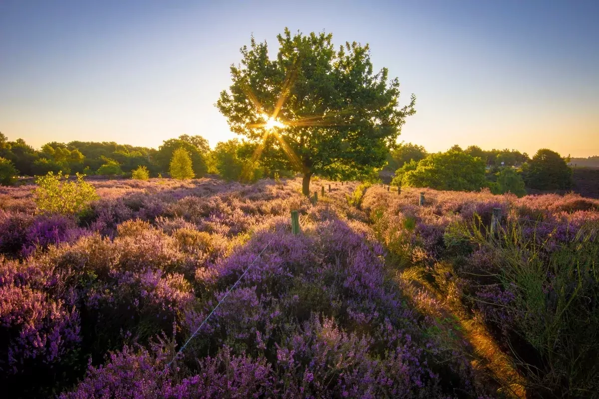 Landgoed De Hellendoornse Berg-