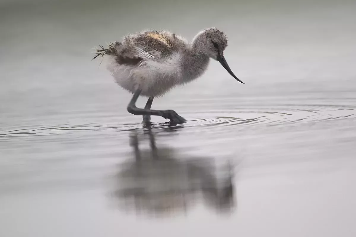 Landal Villapark Vogelmient-