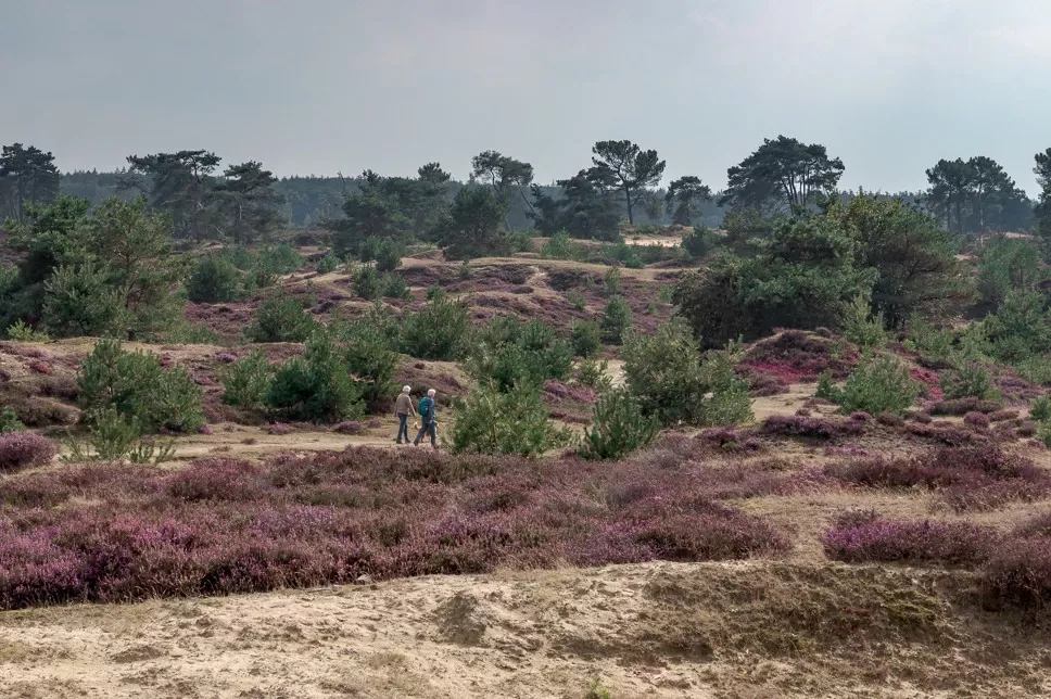 Summio Vakantiepark Het Drentse Wold-