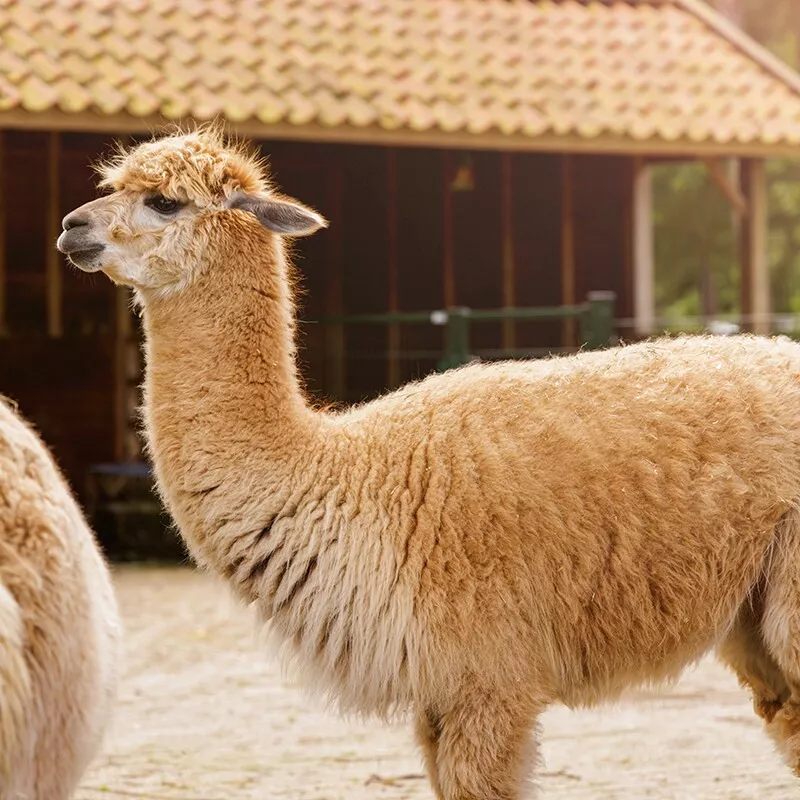 Center Parcs Park De Haan-