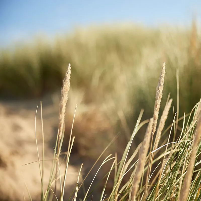 Center Parcs Park De Haan-