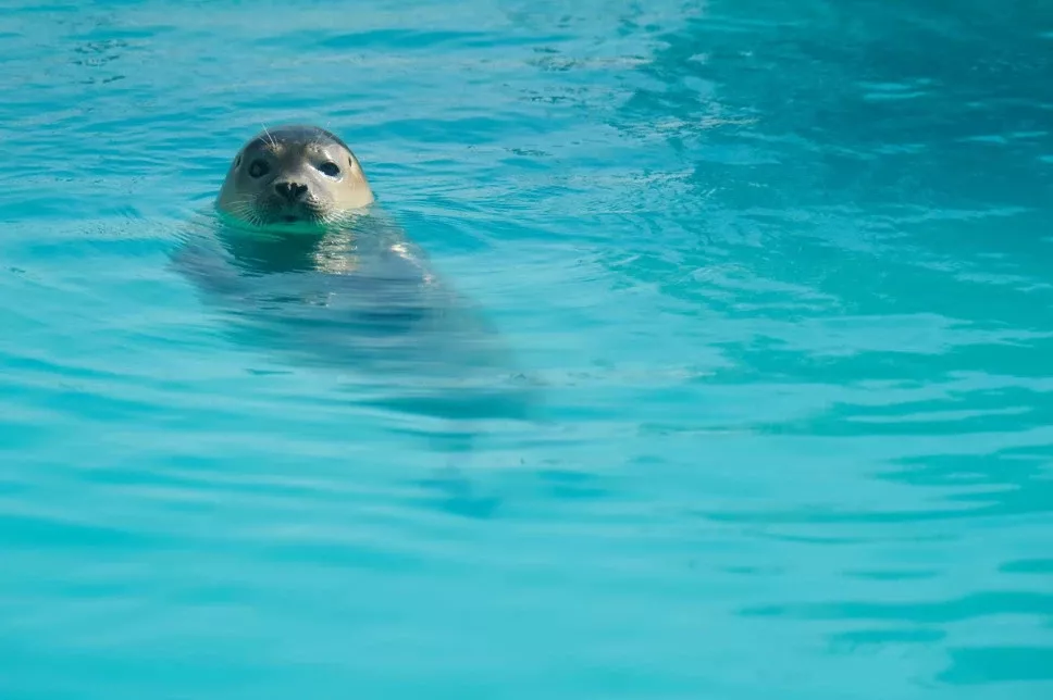 Summio Waterpark Zwartkruis - In de buurt
