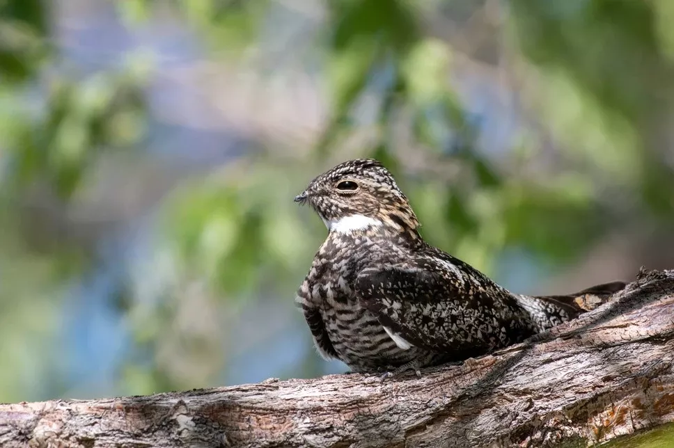 Summio Zeeland Village - In de buurt