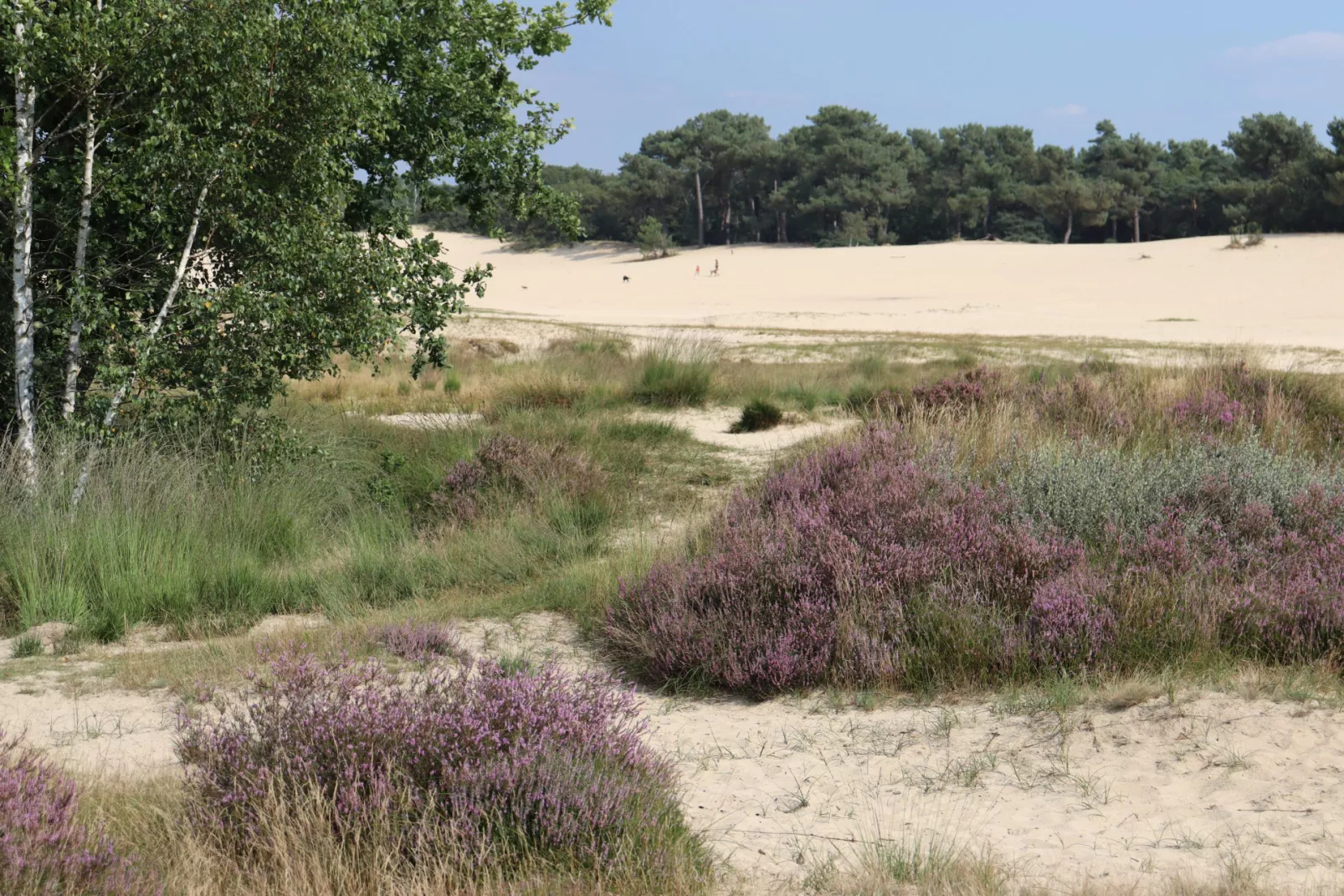 Recreatiepark Duinhoeve - In de buurt