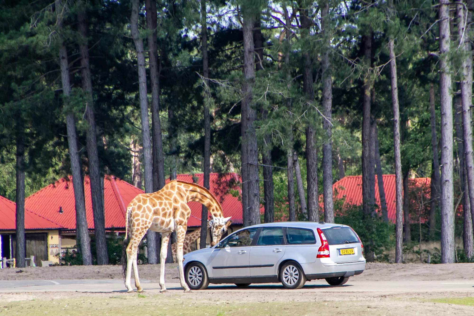 Safaripark, giraffe snuffelt aan auto, bomen op achtergrond