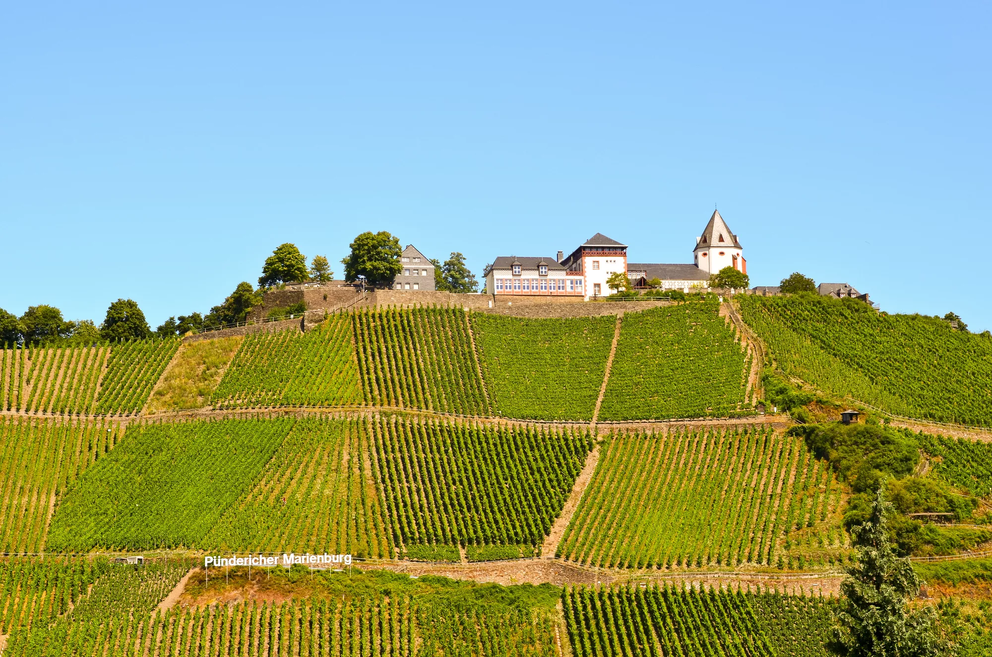 heuvel vol met wijngaarden